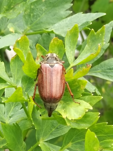 Common Cockchafer