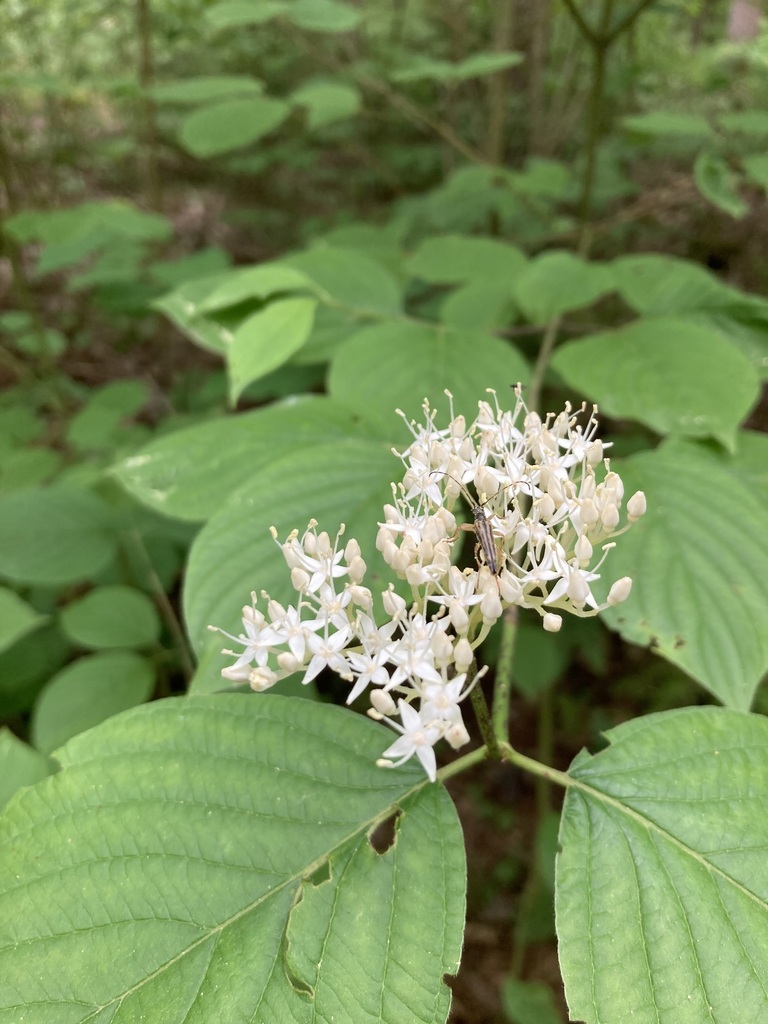 Round-leaved Dogwood from Simcoe County, ON, Canada on June 11, 2024 at ...