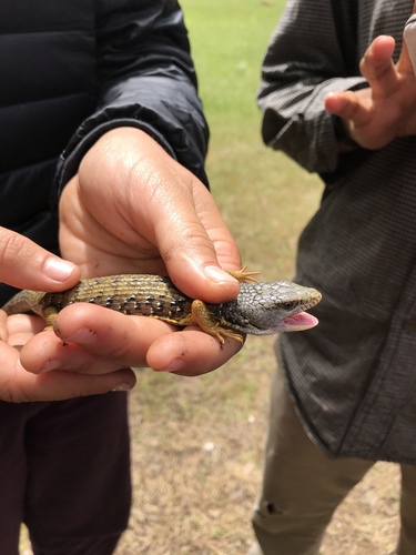 iNaturalist observation photo of Northern Alligator Lizard