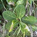 Ficus pedunculosa pedunculosa - Photo (c) shiaokao, כל הזכויות שמורות, הועלה על ידי shiaokao