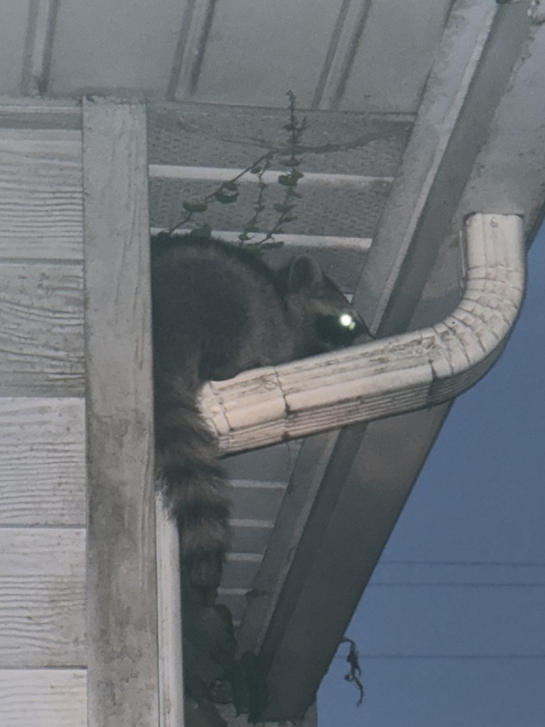 Common Raccoon from E First St, Springfield, OH, US on June 11, 2024 at ...