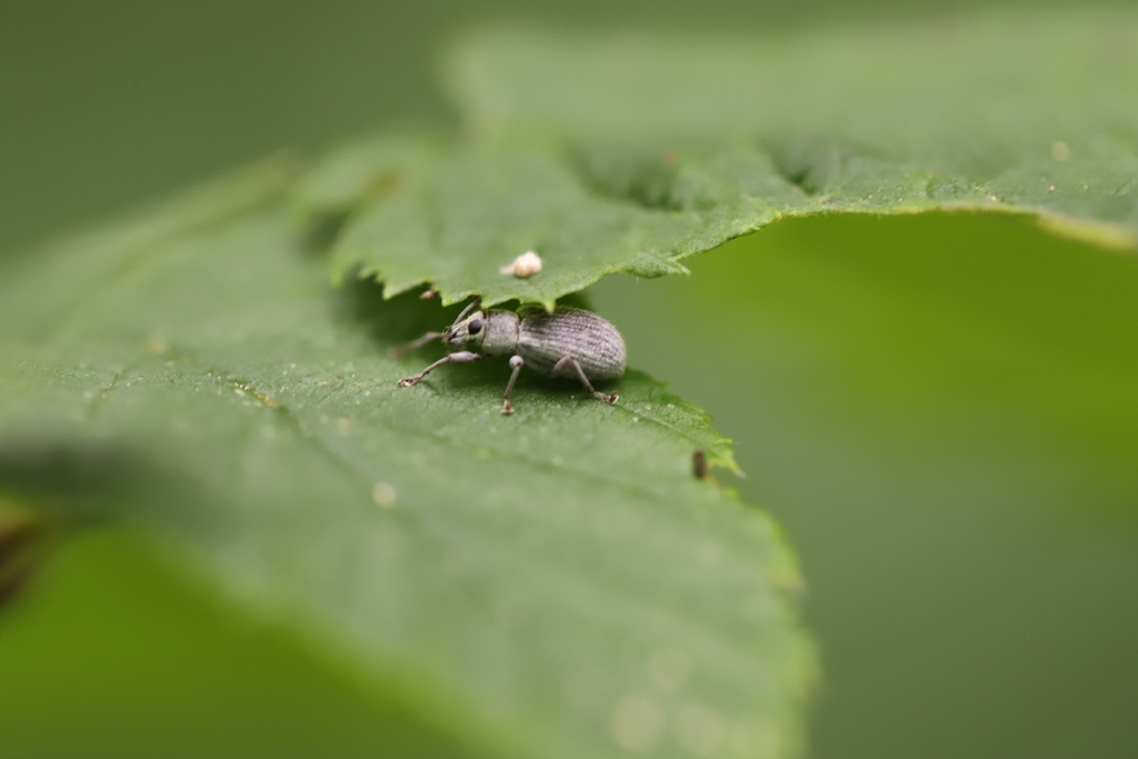 Asian Oak Weevil from Chenango Forks, NY 13746, USA on June 11, 2024 at ...