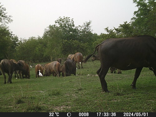 African Buffalo