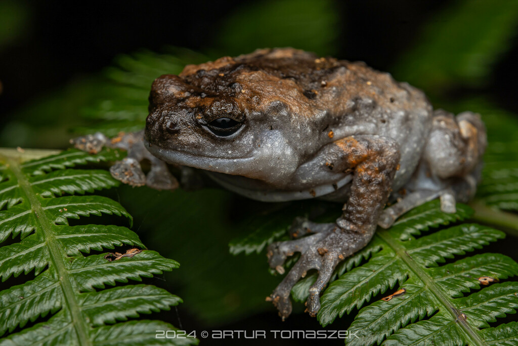 Kalinga Narrowmouth Frog (Kaloula kalingensis)