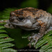 Kalinga Narrowmouth Frog - Photo (c) Artur Tomaszek, all rights reserved, uploaded by Artur Tomaszek