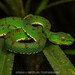 Philippine Pit Viper - Photo (c) Artur Tomaszek, all rights reserved, uploaded by Artur Tomaszek