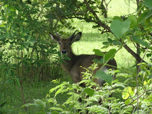 Defassa Waterbuck