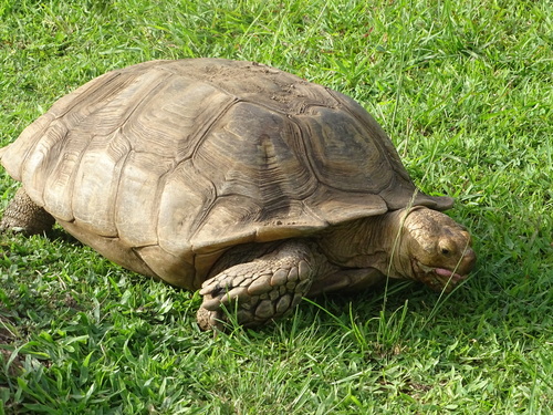 African Spurred Tortoise