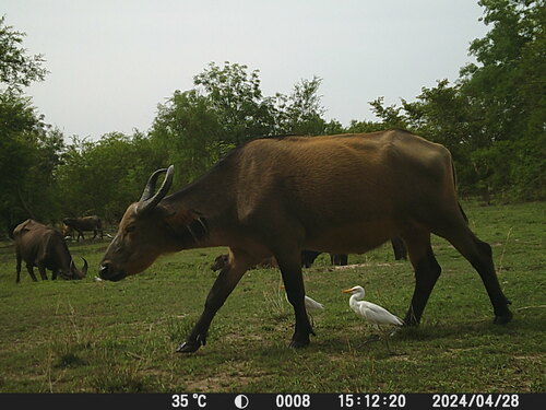 African Buffalo