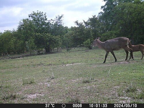 Defassa Waterbuck