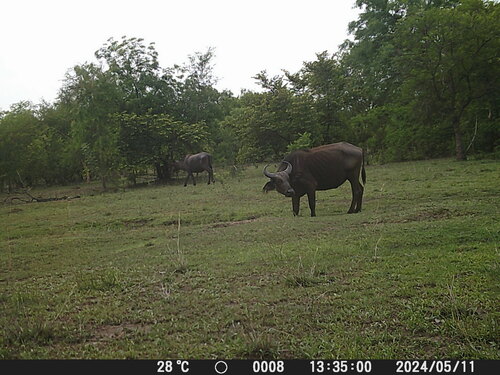 Sudanese Buffalo