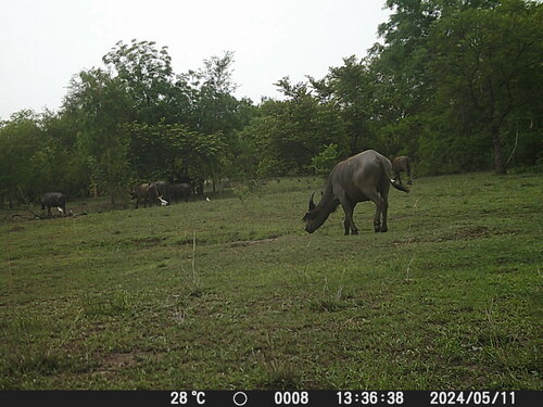 Sudanese Buffalo
