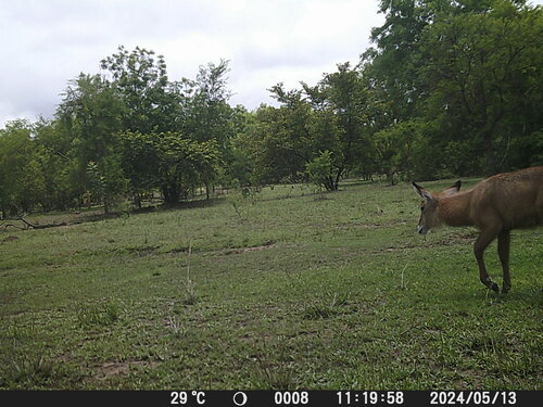 Defassa Waterbuck