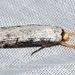 Thymiatris loureiriicola - Photo (c) Roger C. Kendrick, todos los derechos reservados
