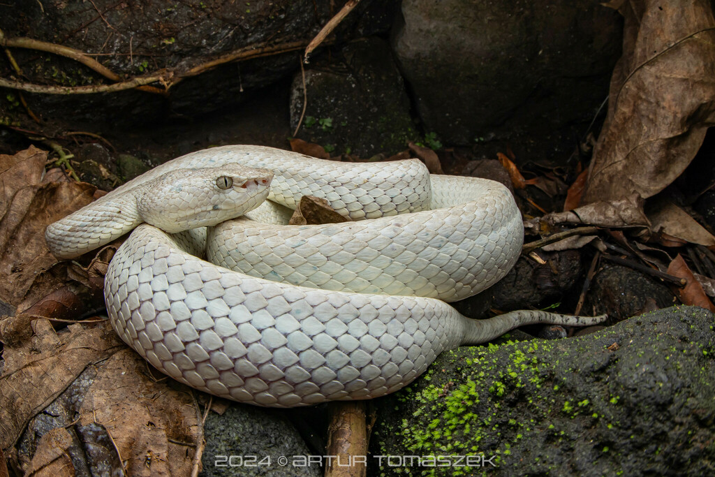 Philippine Pit Viper
