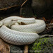 Trimeresurus mcgregori - Photo (c) Artur Tomaszek, todos los derechos reservados, subido por Artur Tomaszek