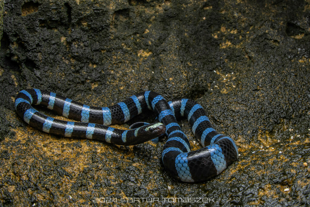 Blue-lipped sea krait