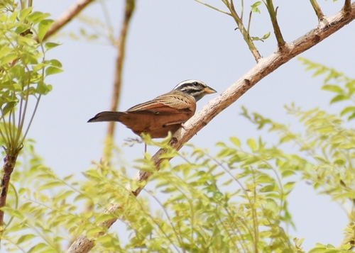 Gosling's Bunting
