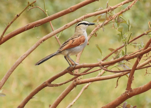 Black-crowned Tchagra