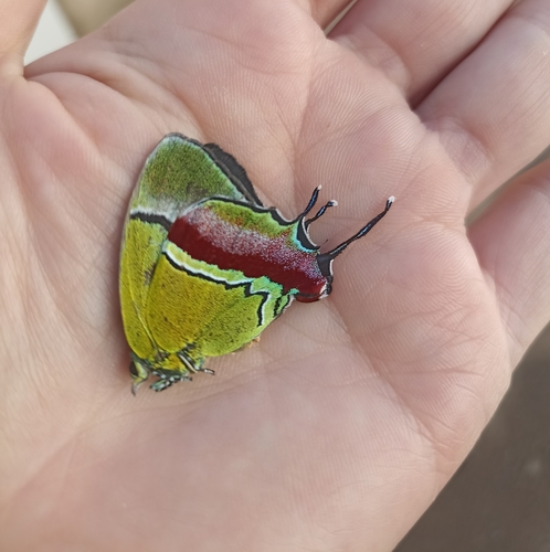 Regal Hairstreak