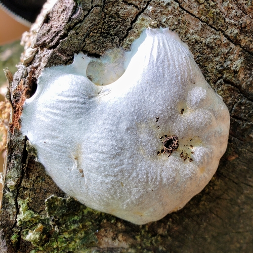 Retikuliarija nuotrauka