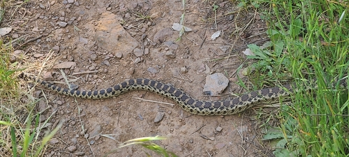 iNaturalist observation photo of Gopher Snake