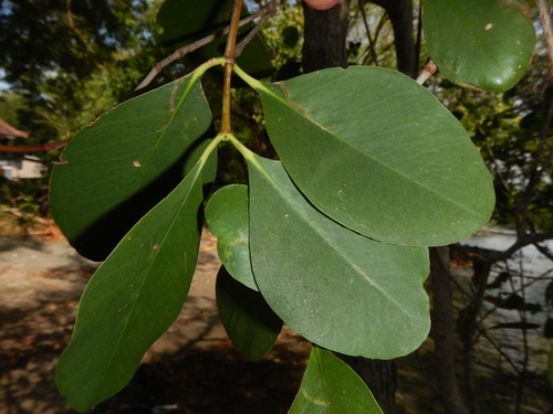 Apple Mangrove