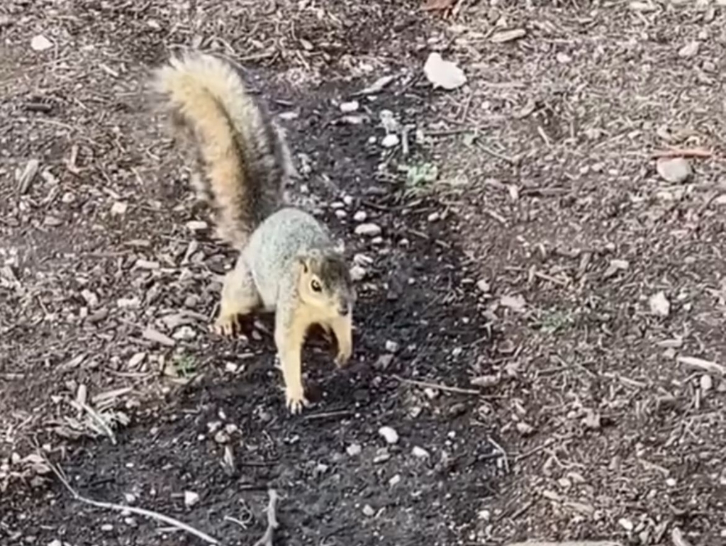 Tree Squirrels from 50663 Méx., México by Pedro Ramirez · iNaturalist