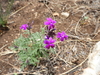 Mountain Mock Vervain - Photo (c) Leticia Jiménez Hernández, all rights reserved, uploaded by Leticia Jiménez Hernández