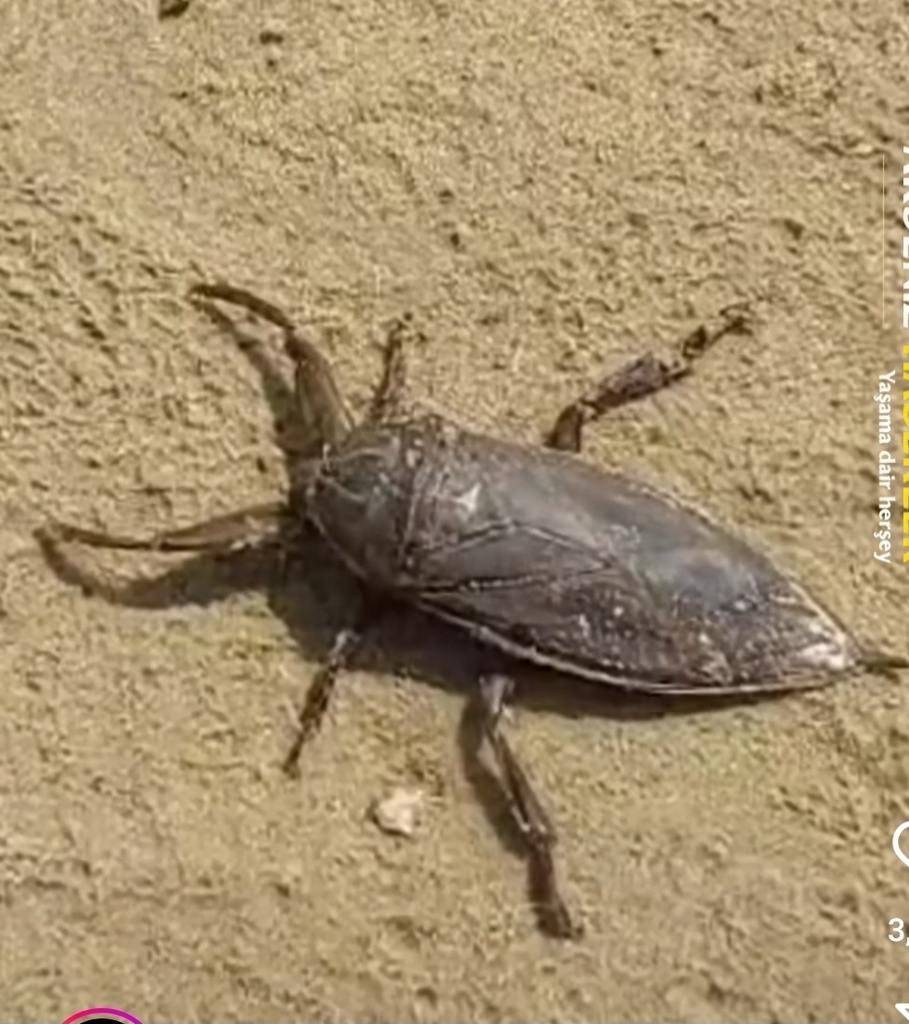 Indo-East Mediterranean Giant Water Bug from İmamuşağı, 33900 Silifke ...