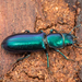 Pine Trogossitid Beetle - Photo (c) Alice Abela, all rights reserved