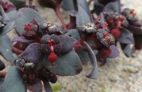 Euphorbia cyanofolia