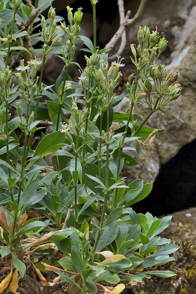 Canutillo gomero