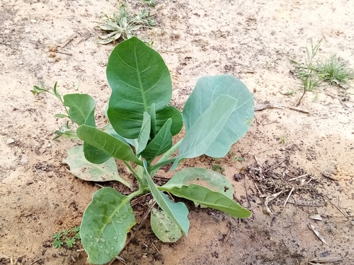 tree tobacco