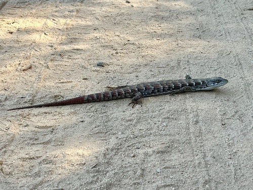 iNaturalist observation photo of California Alligator Lizard