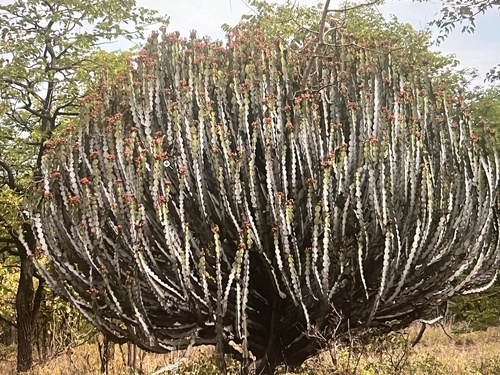 Euphorbia fortissima