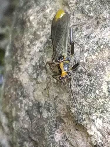 Kogotus
