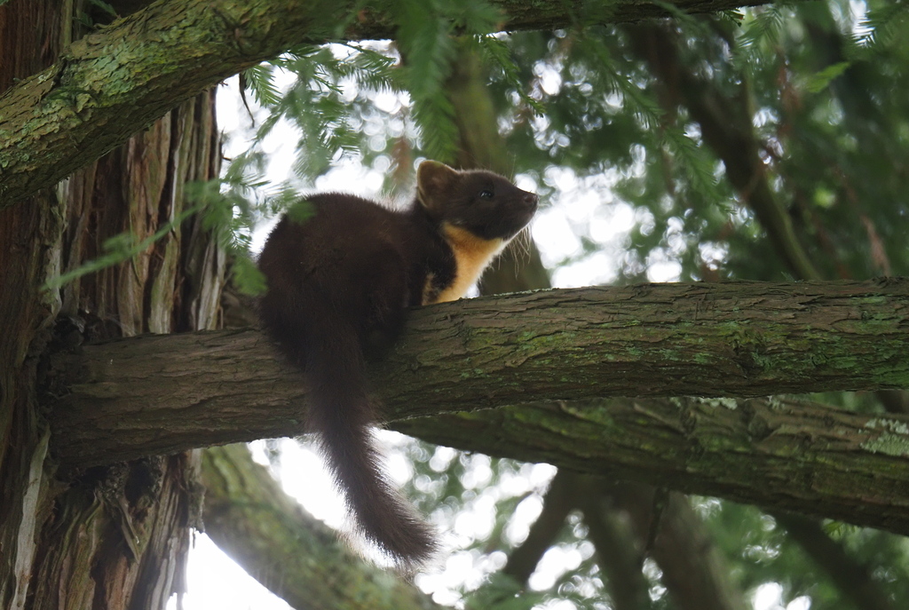 Eurasian Pine Marten from 40310 Escalans, France on June 12, 2024 at 03 ...