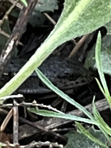 iNaturalist observation photo of Sierra Alligator Lizard