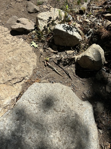 iNaturalist observation photo of Gilbert's Skink