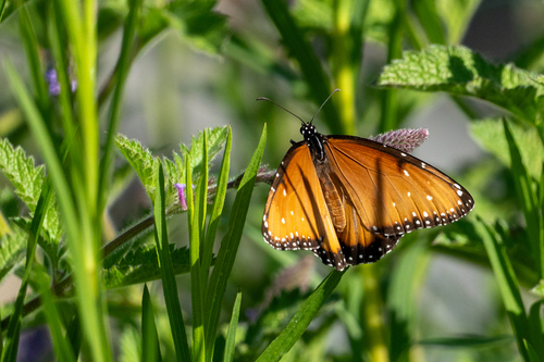 iNaturalist observation photo of Queen