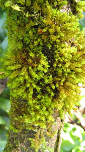 Leptotheca gaudichaudii