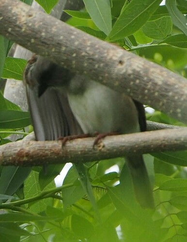 Northern Grey-headed Sparrow