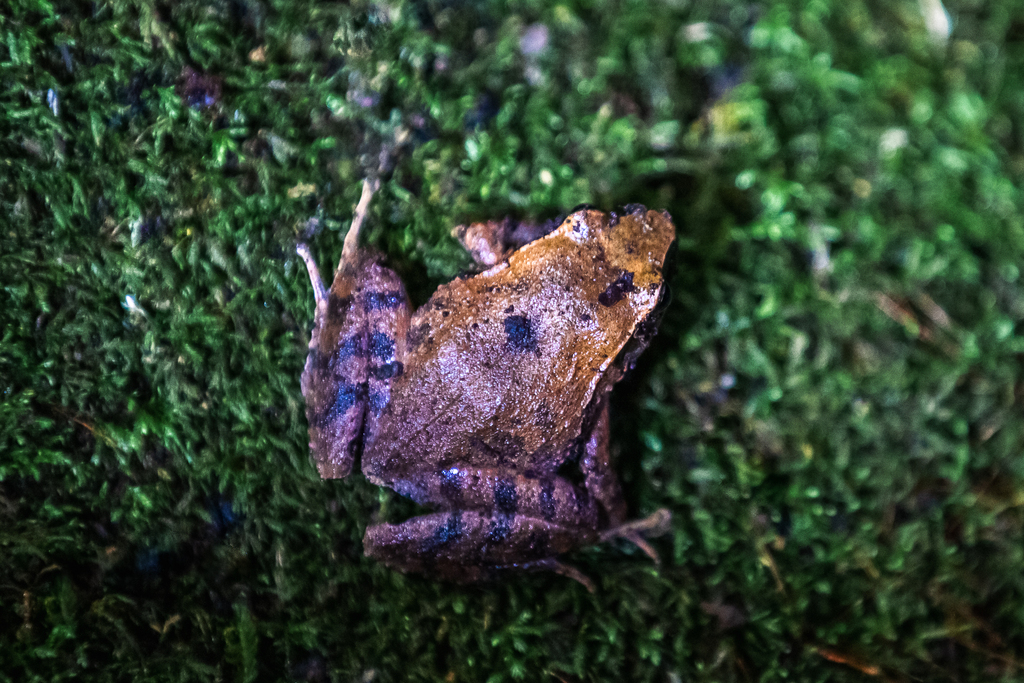 Cerro Utyum Robber Frog from W2PH+C2, Provincia de Cartago, La Unión ...