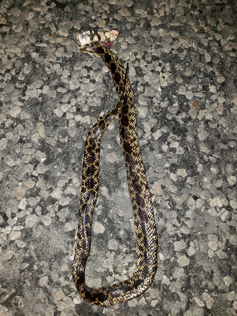 Desert Kingsnake from CORP CHRISTI, TX 78415, USA on May 20, 2019 at 02 ...