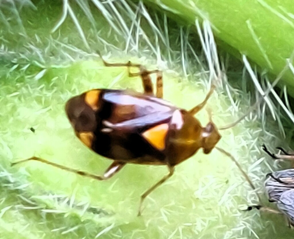 Three Spotted Nettle Bug from 61440 Oberursel (Taunus), Deutschland on ...