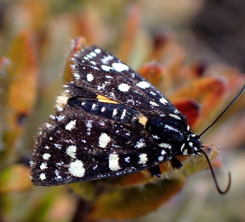 Prostheta acrypta