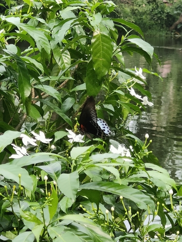 Indian Blue Mormon