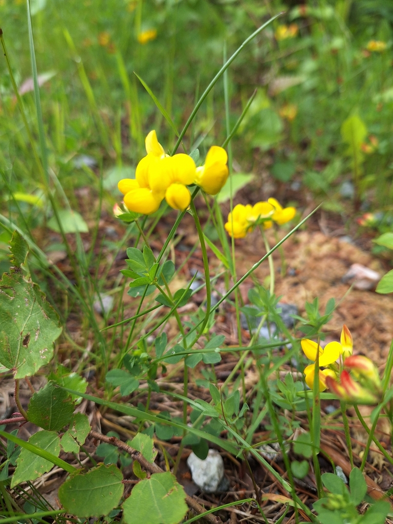 서양벌노랑이 from Gnr 23 Bnr 29, 3539 Flå, Norge on 2024년... Små gule blomster · iNaturalist 서양벌노랑이 (Lotus... 