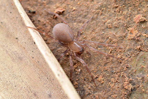 Cicurina calyciforma